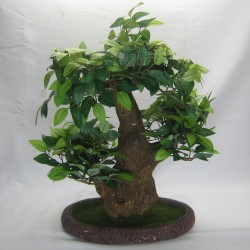 BONSAI   - Ref. UP20